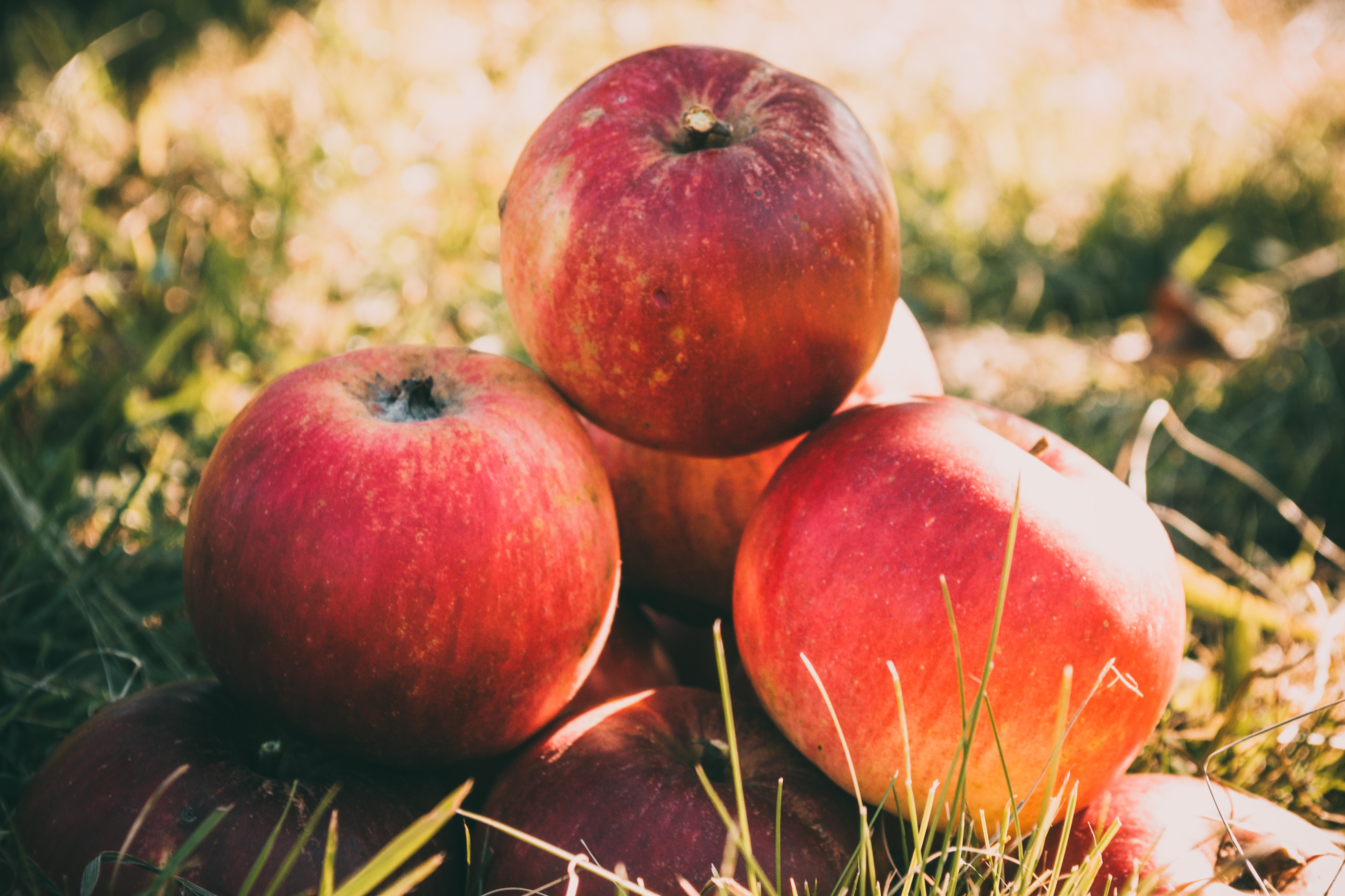 Apple Day is back | The Parish of Badshot Lea and Hale