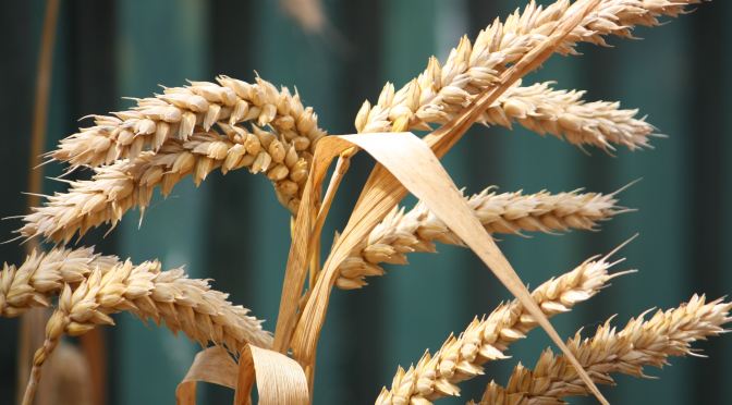 A Harvest Worship for All