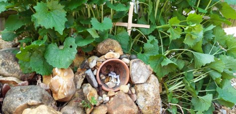 Easter Garden - Sorrel 3