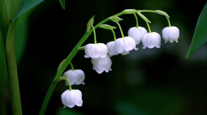 Your May Magazine is here!