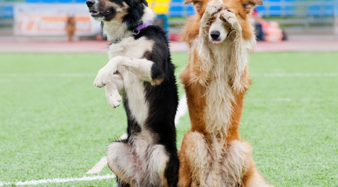 Children’s Pet Show